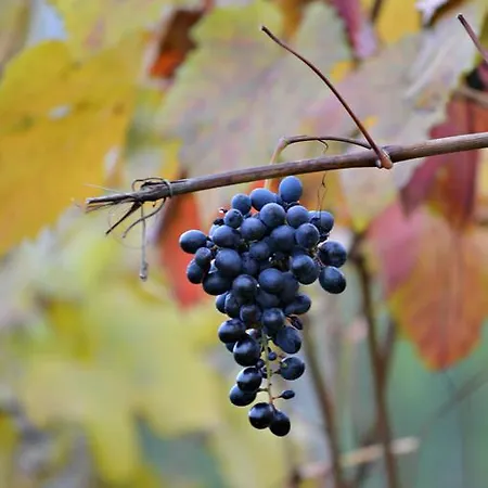 Cascina Il Convivio
